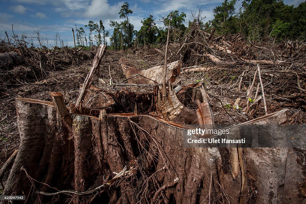 Indonesia's Orangutans Battle With Deforestation