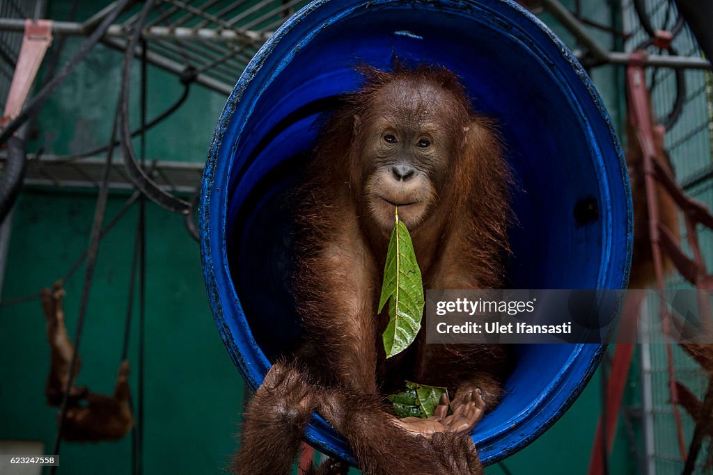 Indonesia's Orangutans Battle With Deforestation