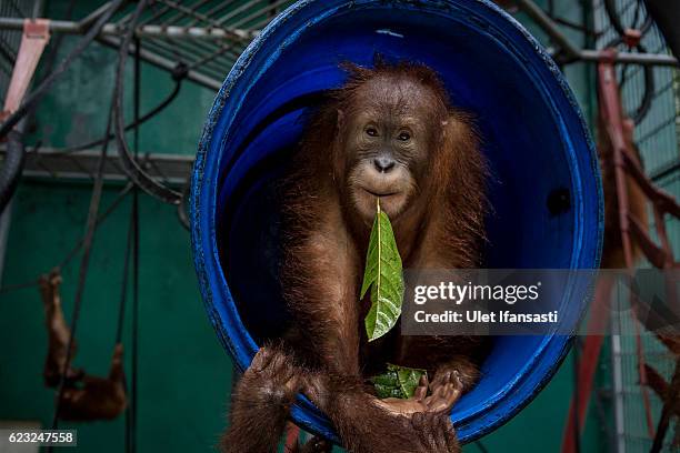 Sumatran Orangutan Conservation Programme Photos and Premium High Res