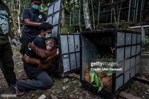 Worker carries a Sumatran orangutan to put into a cage as being prepared to be released into the wild at Sumatran Orangutan Conservation Programme's...