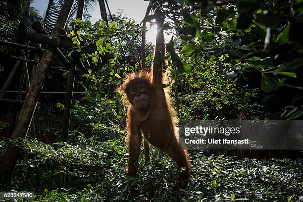 Baby sumatran orangutan plays around in a tree as they train at Sumatran Orangutan Conservation Programme's rehabilitation center on November 12,...
