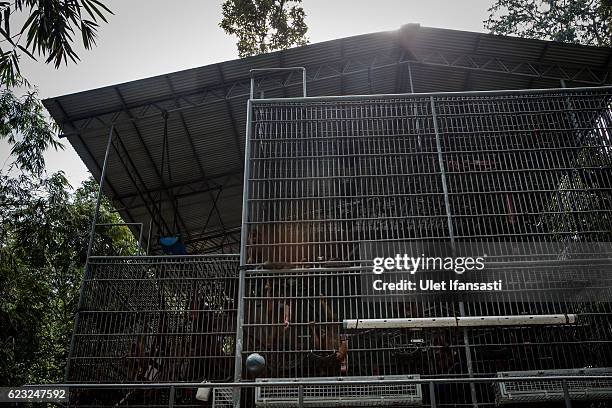 Sumatran orangutans is seen inside a cage at Sumatran Orangutan Conservation Programme's rehabilitation center on November 10, 2016 in Kuta Mbelin,...