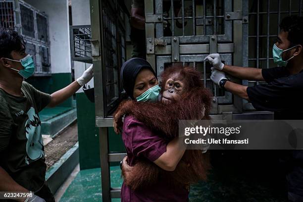 Worker carries a Sumatran orangutan as being prepared to be released into the wild at Sumatran Orangutan Conservation Programme's rehabilitation...