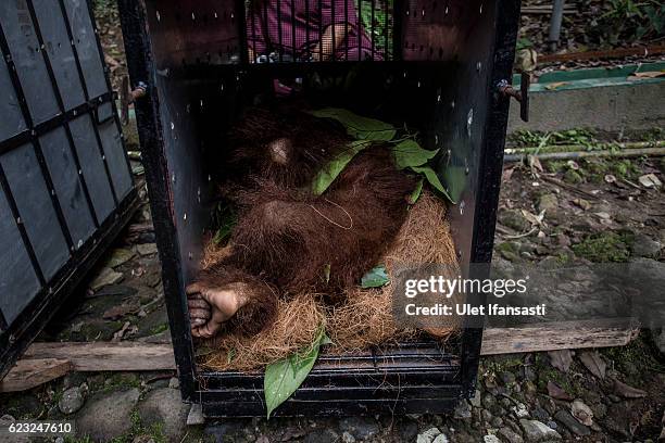 Sumatran orangutan is seen inside a cage as being prepared to be released into the wild at Sumatran Orangutan Conservation Programme's rehabilitation...