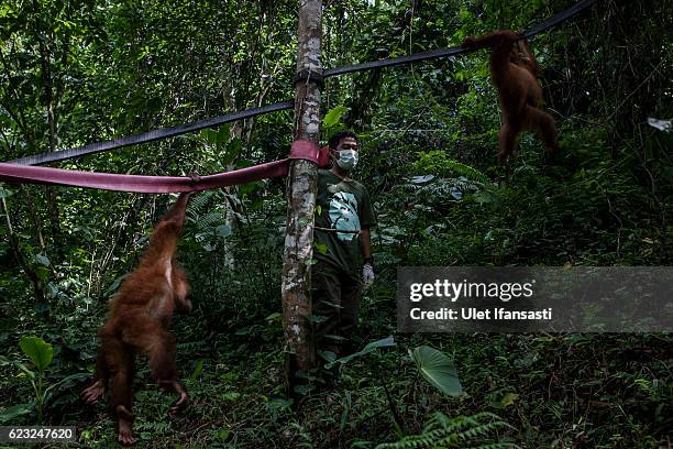 Sumatran orangutans plays around the trees as they train at Sumatran Orangutan Conservation Programme's rehabilitation center on November 11, 2016 in...