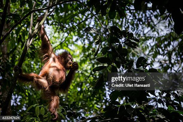 Sumatran Orangutan Conservation Programme Photos and Premium High Res