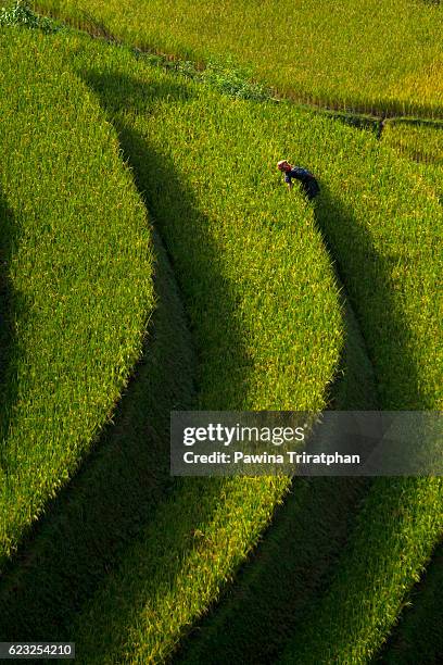 rice fields terraced of mu cang chai, yenbai, vietnam - mù cang chải stock pictures, royalty-free photos & images