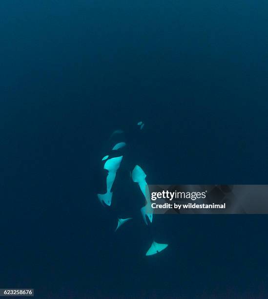 orcas looking up - killer whale stock-fotos und bilder