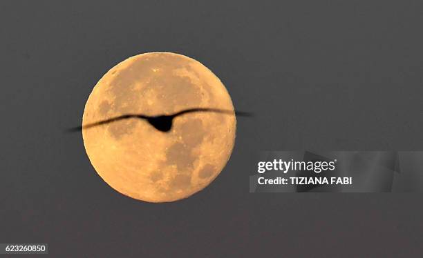 Seagull flies as the full moon sets early on November 15, 2016 in Rome. This 'Extra Supermoon' appears 14% bigger and 30% brighter than usual and...