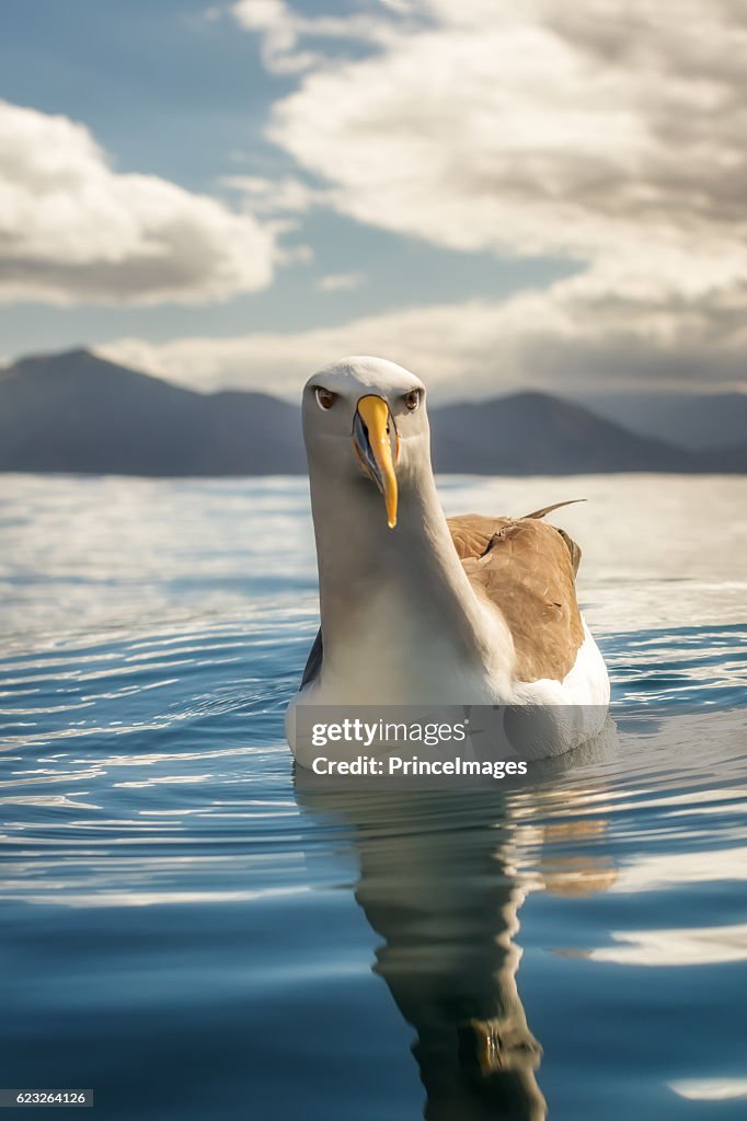 Buller's albatross (Thalassarche bulleri) sitting on the ocean on a sunny day in New Zealand