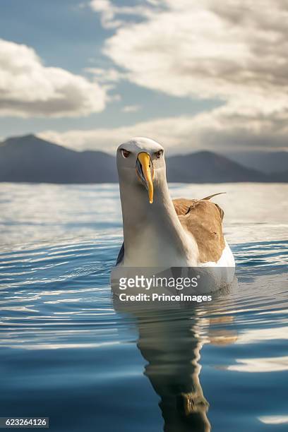 buller's albatross (thalassarche bulleri) sitting on the ocean on a sunny day in new zealand - albatross stock pictures, royalty-free photos & images