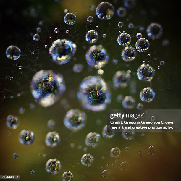 morning dew - gregoria gregoriou crowe fine art and creative photography stock pictures, royalty-free photos & images