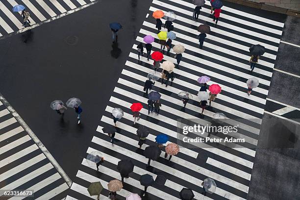 pedestrians with umbrellas on shibuya crossing - shibuya crossing stock-fotos und bilder