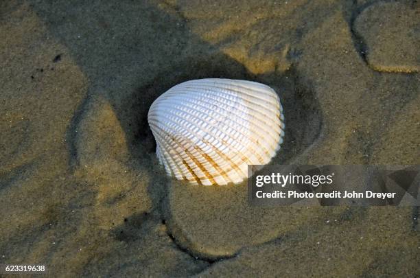 Cocal Shell Cockle Shell Photos and Premium High Res Pictures - Getty Images