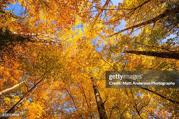 fall foliage in peak color in the upper forest canopy - tree canopy pattern fotografías e imágenes de stock