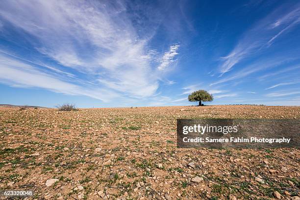 tree in a field - arid stockfoto's en -beelden