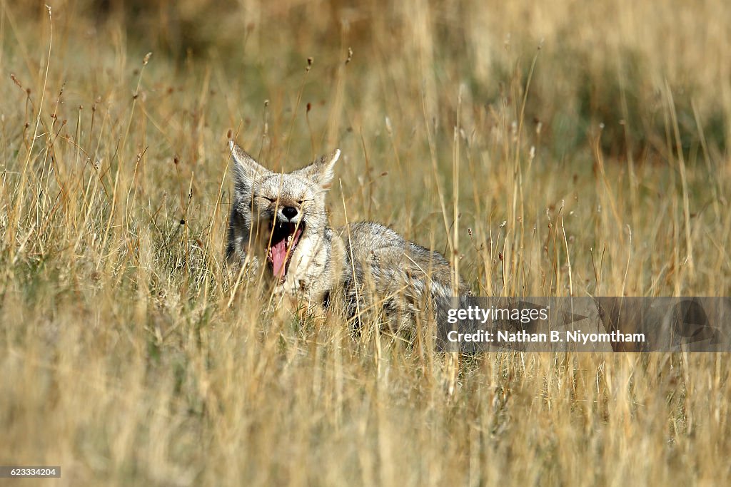 Yawning South American Gray Fox