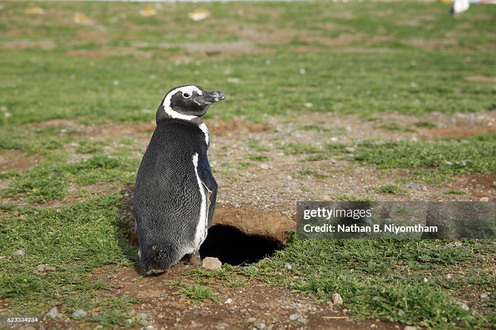 Magellanic Penguin