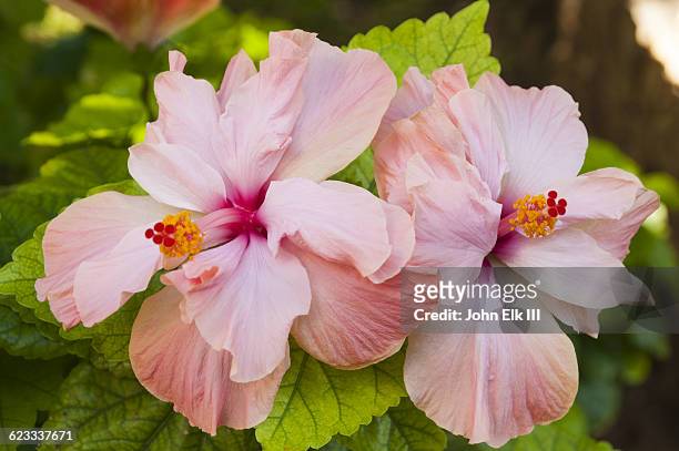 hibiscus flowers - hibiscus flower stock-fotos und bilder