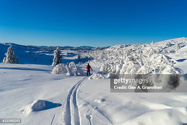 cross country skiiing - østfold stock pictures, royalty-free photos & images