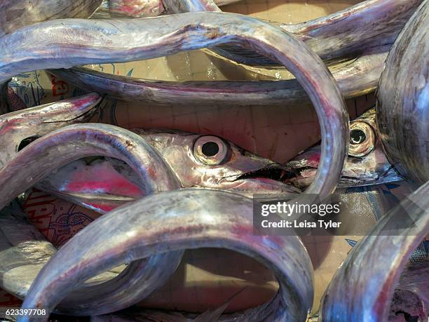 Eel in the fresh market in Ortygia, a small island in the city of Syracuse founded by Corinthian colonists in 734 BC, Sicily. Syracuse was once the...