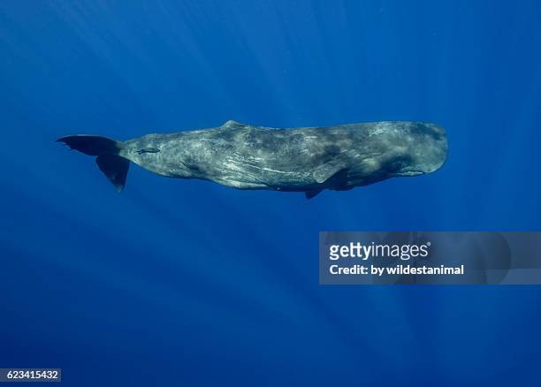 sperm whale underwater - pottwal stock-fotos und bilder