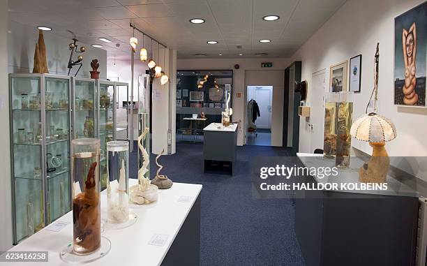 General view taken on October 27, 2016 inside the Icelandic Phallological Museum in Reykjavik. Inside the museum's large illuminated rooms, there are...