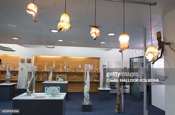 General view taken on October 27, 2016 inside the Icelandic Phallological Museum in Reykjavik. Inside the museum's large illuminated rooms, there are...