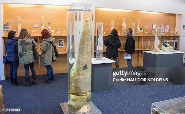 Visitors watch the exhibition on October 27, 2016 at the Icelandic Phallological Museum in Reykjavik. Inside the museum's large illuminated rooms,...