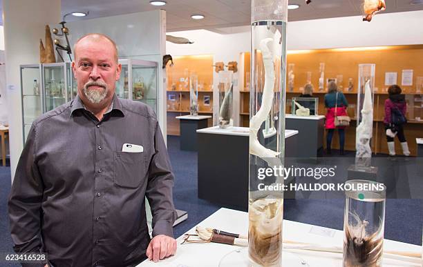 The curator, Hjortur Sigurdsson, is pictured on October 27, 2016 at the Icelandic Phallological Museum in Reykjavik. Inside the museum's large...