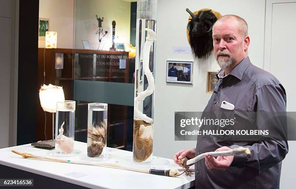 The curator, Hjortur Sigurdsson, is pictured on October 27, 2016 at the Icelandic Phallological Museum in Reykjavik. Inside the museum's large...