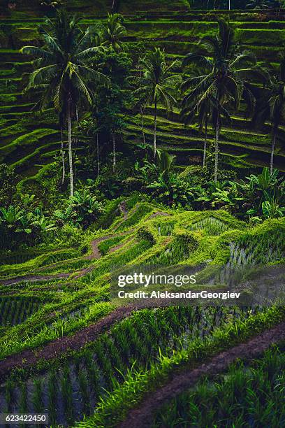 morning view of rice terrace during the sunrise - ubud rice fields stock pictures, royalty-free photos & images
