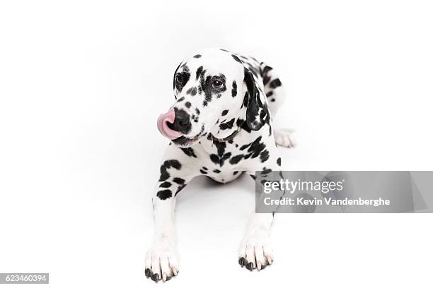 dalmatian - dalmatian dog stock pictures, royalty-free photos & images