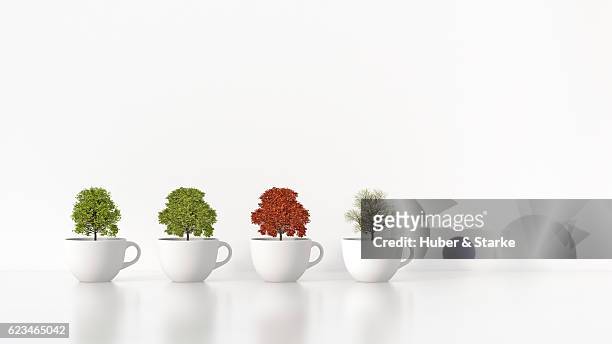 four trees in white cups - photo realism fotografías e imágenes de stock