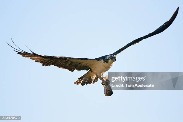 osprey - african fish eagle fotografías e imágenes de stock