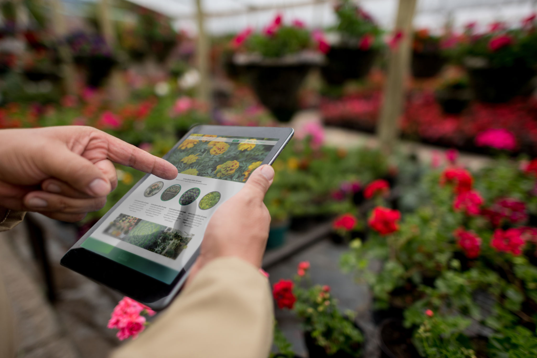 online seed shopping