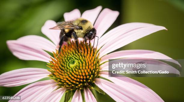 Echinacea and bee gather pollen in the People's Garden, Washington, D.C. Image courtesy Lance Cheung/USDA, June 22, 2016. .