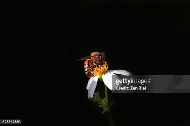 bee on a white blossom pollinating flower on black background - pollen basket stock pictures, royalty-free photos & images