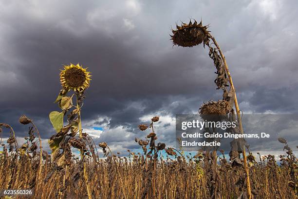 field of dead sunflowers in malawi during the drought - africa flora fotografías e imágenes de stock