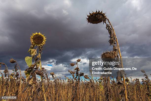 field of dead sunflowers in malawi during the drought - fao stock pictures, royalty-free photos & images