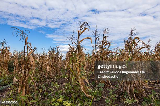 field of dying maize plants in southern malawi - muerte fotografías e imágenes de stock