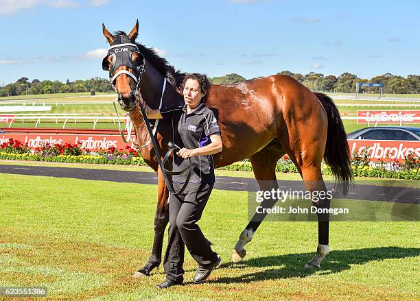 Encosta Line after winning the Le Pine Funerals Handicap at Ladbrokes Park Hillside Racecourse on November 16, 2016 in Springvale, Australia.