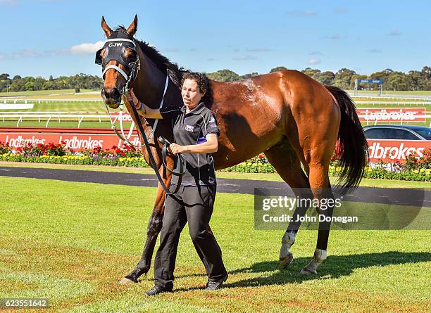 Encosta Line after winning the Le Pine Funerals Handicap at Ladbrokes Park Hillside Racecourse on November 16, 2016 in Springvale, Australia.