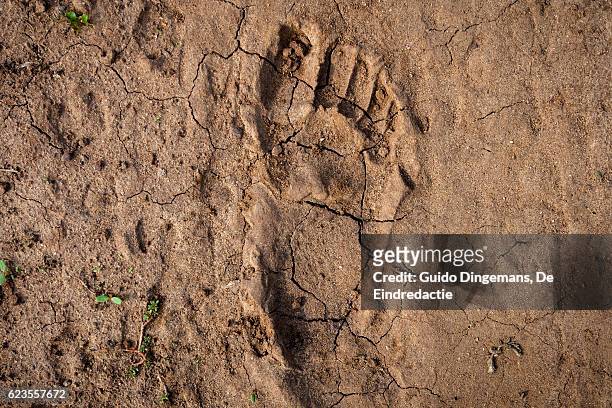 human footprint in the east-african desert (malawi) - fao stock-fotos und bilder