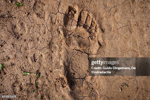 human footprint in the east-african desert (malawi) - un food and agriculture organization stockfoto's en -beelden