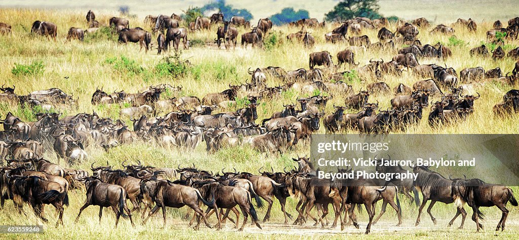 Wildebeest in Line for Migration