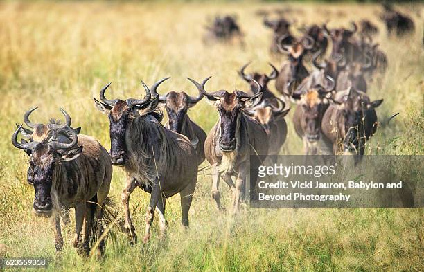 line of wildebeest marching toward the camera - blue wildebeest stock pictures, royalty-free photos & images