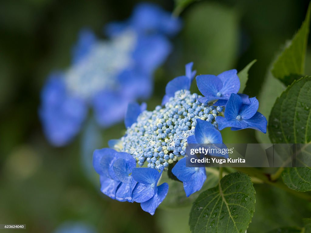 Wet Lacecap Hydrangeas
