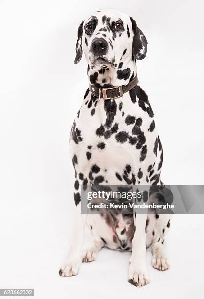 dalmatian dog in the studio - dalmatian dog stock pictures, royalty-free photos & images