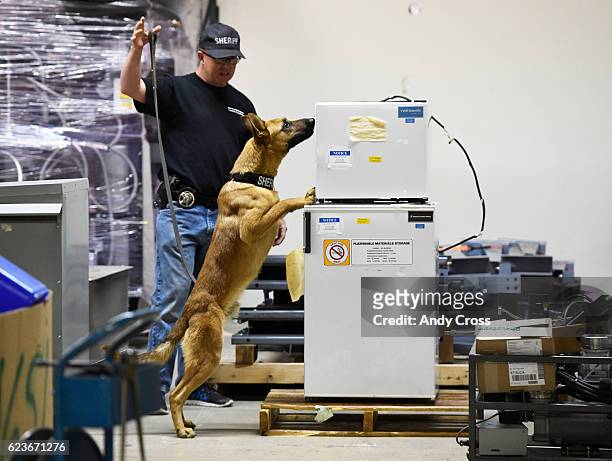 November 16: Denver Sheriff Deputy John Curry demonstrates the abilities of his Sheriff's dog in training, Kuko, a 14-month-old Belgian Malinois, who...